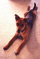 stretched dog